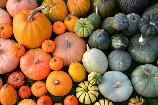 Farmer's market produce